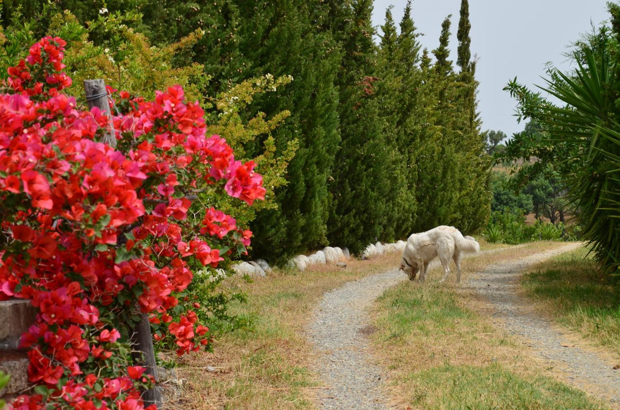 Borgo Piazza Bed & Breakfast Catanzaro Rom bilde